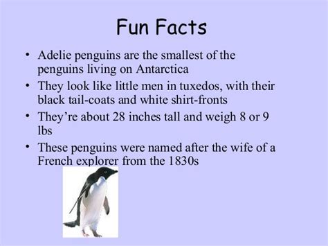 What are 5 interesting facts about penguins information | Kalbay