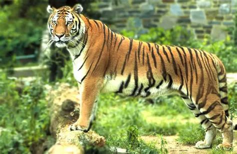 Bengal Tiger - Description, Habitat, Image, Diet, and Interesting Facts