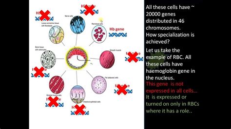 Specialised Animal Cell Examples - Specialized cells foldable by Cthomasbiology | Animal ...