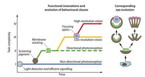 Four stages of eye evolution-Major functional innovations during eye... | Download Scientific ...