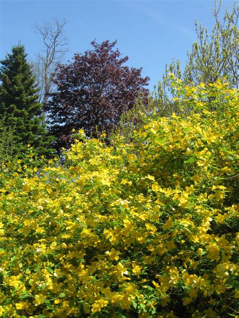 Garden Dream: Rhododendron Gardens