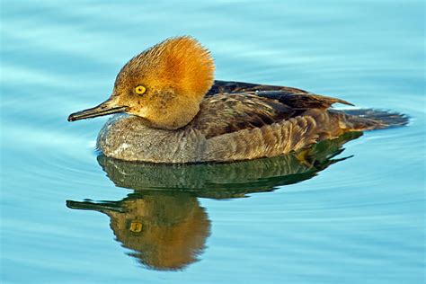 Female Hooded Merganser Stock Photos, Pictures & Royalty-Free Images - iStock