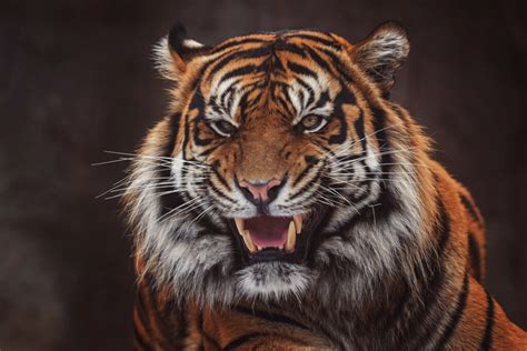 Características del tigre de Sumatra - Mis animales