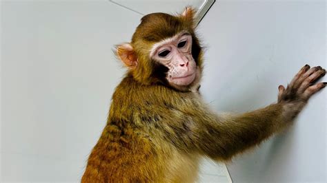 Meet 'Retro': The 1st ever cloned rhesus monkey to survive more than a day - TodaysChronic