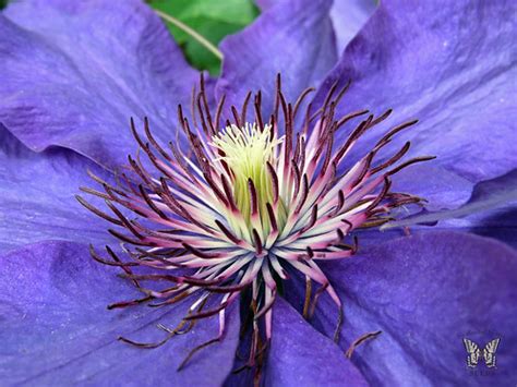 Macro Clematis | From your friendly Swallowtail Garden Seeds… | Flickr
