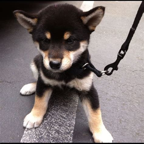 Black and Tan Shiba Inu | Shiba inu dog, Shiba inu, Shiba inu black