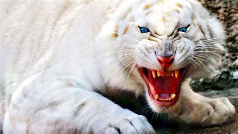 Fierce White Tiger Wallpaper 728 - Wallpaper - HD Wallpaper