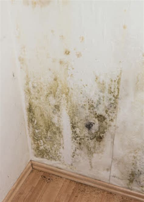 What Causes Mold In The Room | Psoriasisguru.com