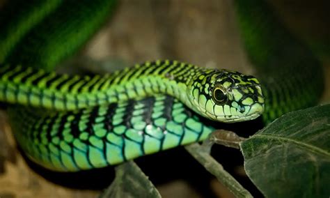 Boomslang | The Animal Facts | Appearance, Diet, Habitat, Behavior