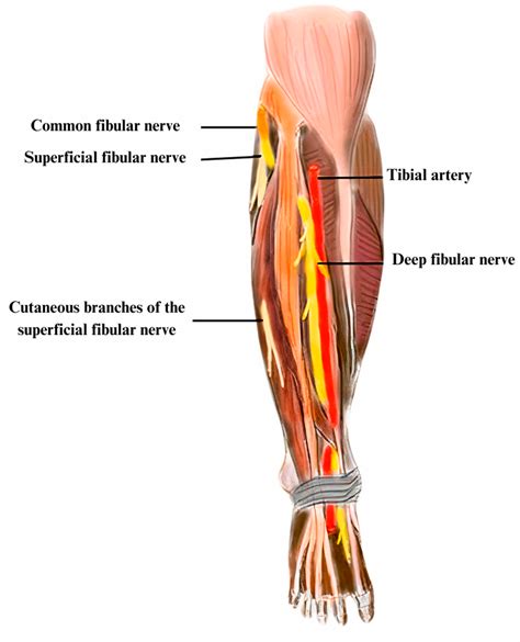 Superficial Peroneal Nerve Block