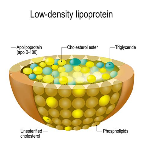 Triglycerides: Normal Values and Treatment for Increased Levels ...