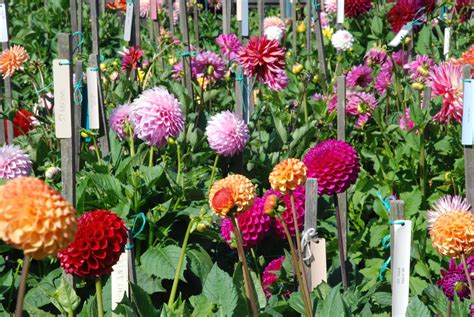 polka dotting my i's: The Dahlia Garden in Golden Gate Park