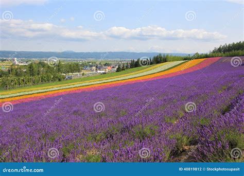 Lavender flower field stock photo. Image of color, crop - 40819812