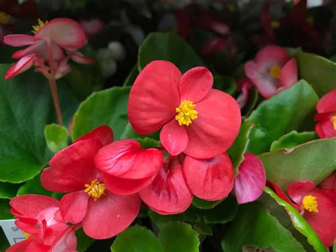 Begonia: Best Varieties, Planting Guide, Care, Problems and Harvest