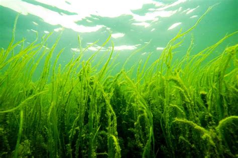 Underwater River Plants