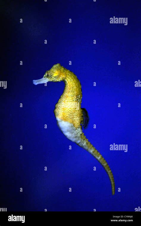 Lined seahorse in captivity, Hippocampus erectus, Hawaii, USA Stock Photo - Alamy