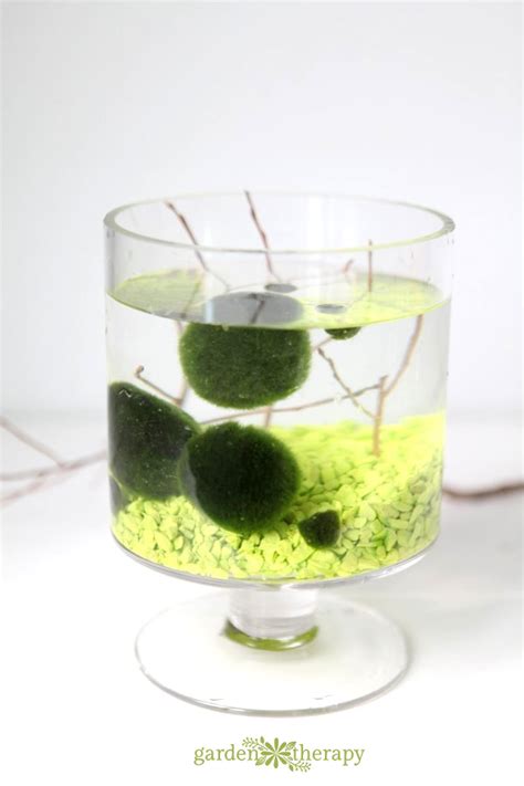 Hello, Marimo. - Garden Therapy