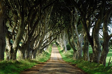 The Dark Hedges | Best Place For Photography | Travel And Tourism