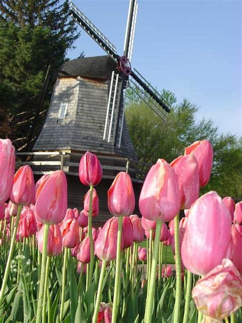 Pella Tulip Festival | Moostash Joe Tours