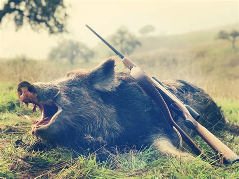 California Wild Boar - Frontera Hunting