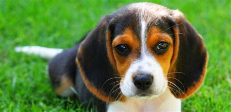 Beagle Colors: Did You Know All the Different Colorations of This Breed?