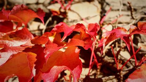 Boston Ivy in Fall Photograph by Loretta S - Fine Art America