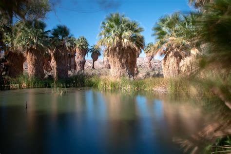 Palms Oasis Preserve | Coachella Valley Preserve - Thousand … | Flickr