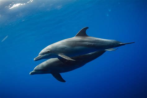 15 Great Facts On Bottlenose Dolphins - Facts.net