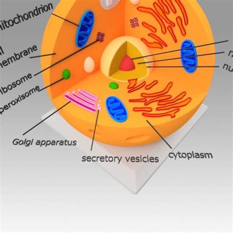 Animal Cell | CGTrader