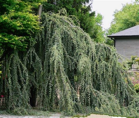 Cedrus atlantica ‘Glauca Pendula’ – Cedar Lodge Nurseries