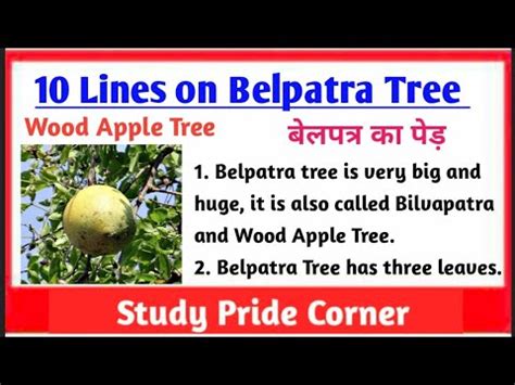 10 Lines on Belpatra Tree | 10 Lines on Belpatra Tree in English | 10 Lines on Wood Apple Tree ...