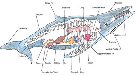 Male Whale Anatomy