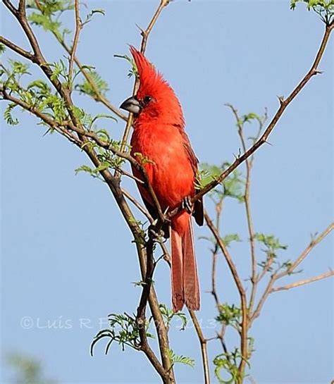 Vermilion Cardinal photo: A male perched in a branch | the Internet Bird Collection | Bird ...