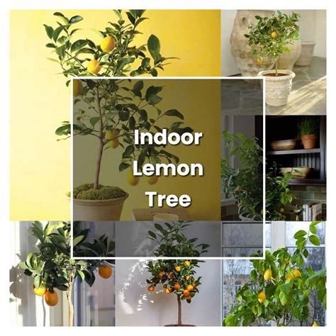 How to Grow Indoor Lemon Tree - Plant Care & Tips | NorwichGardener