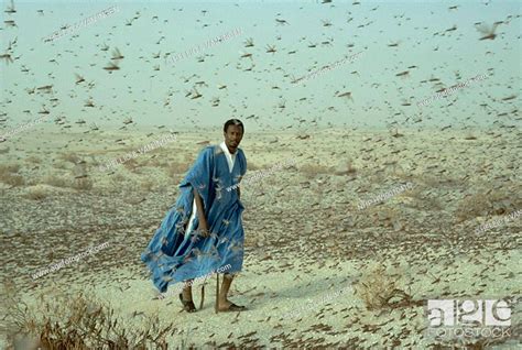 DESERT LOCUST swarm in flight Schistocerca gregaria & walking man ...