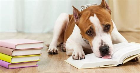 The Ultimate Dog Lovers Summer Reading List - The Dogington Post