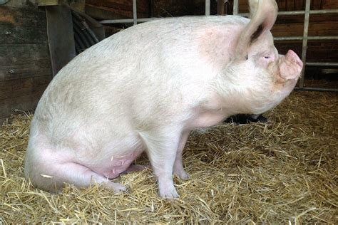 Large White Pig Profile: Facts, Traits, Lifespan, Diet, Range - Mammal Age