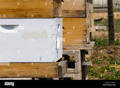 Installation of bee hives at new location Stock Photo - Alamy