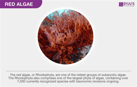 Red Algae - General Characteristics and Uses of Red Algae