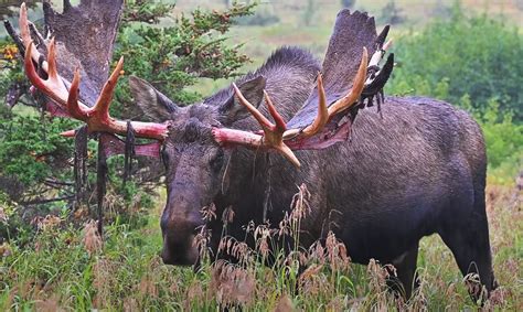 Massive Bull Moose Seen Shedding Velvet Of His Paddle Antlers | Whiskey ...