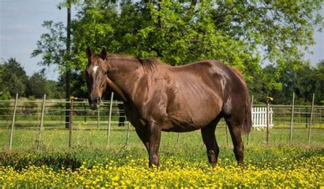 13 Ways to Tell If a Horse Is Pregnant - Helpful Horse Hints