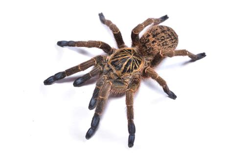 Tarantula Habitat: Where Do Tarantulas Live? - A-Z Animals