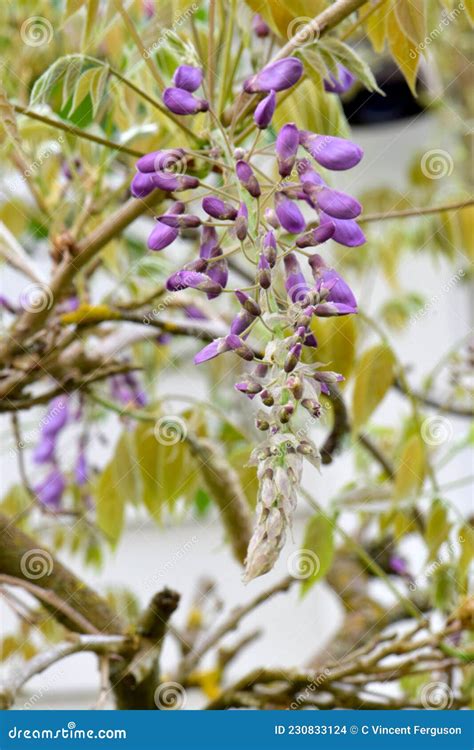 Chinese Wisteria 02 stock photo. Image of sinensis, flower - 230833124