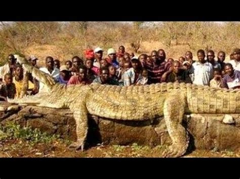 The biggest reptile in the world: Huge Crocodile - YouTube