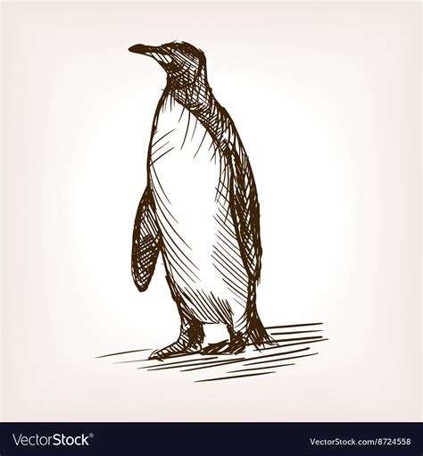 Penguin sketch Royalty Free Vector Image - VectorStock