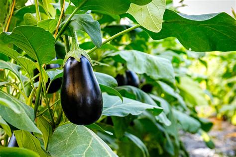 How To Grow Aubergine Plants | Horticulture.co.uk