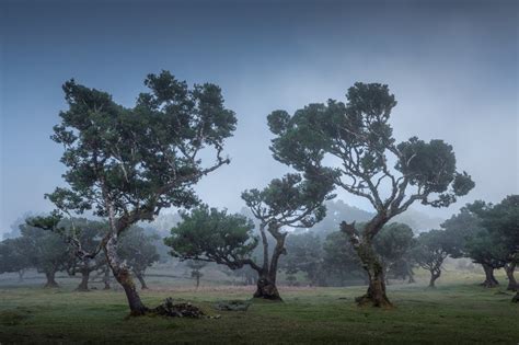 Enchanting Photos of Madeira's Ancient Fanal Forest Filled With 500-Year-Old Trees | Dreamy ...