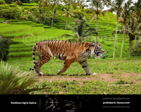 Bali tiger Malayan Tiger, Sumatran Tiger, Prehistoric World ...