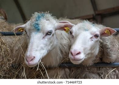 Sheep Eating Hay Stock Photo 714469723 | Shutterstock