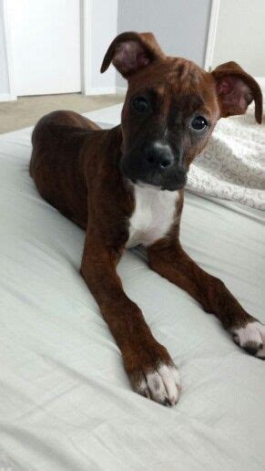 Brindle Boxer Pit Bull mix ♡ | Animal love | Pinterest